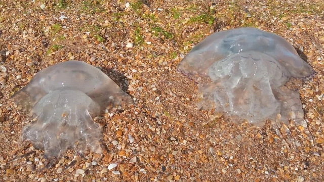 Тысячи гигантских медуз заполонили Азовское море у побережья Кубани