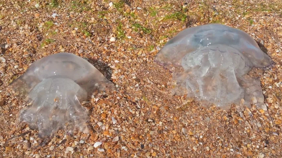 Тысячи гигантских медуз заполонили Азовское море у побережья Кубани