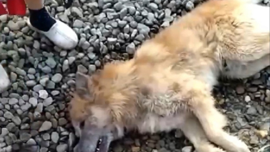 В Краснодаре жители обнаружили на улицах множество трупов собак