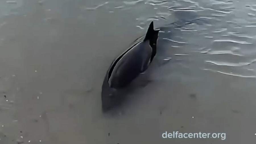 Волонтеры спасли обессиленного дельфина, прибившегося к берегам Анапы 