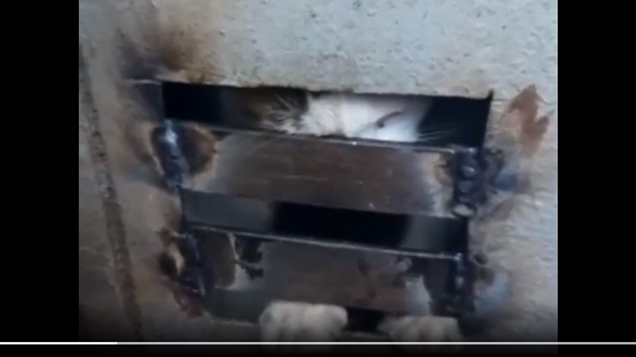 В Сочи управляющая компания заварила подвал с кошками внутри (ВИДЕО)