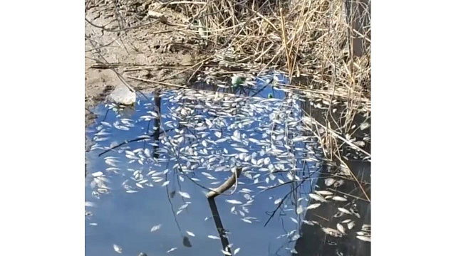 В Краснодаре местные жители пожаловались на мор рыбы после перекопки канала  