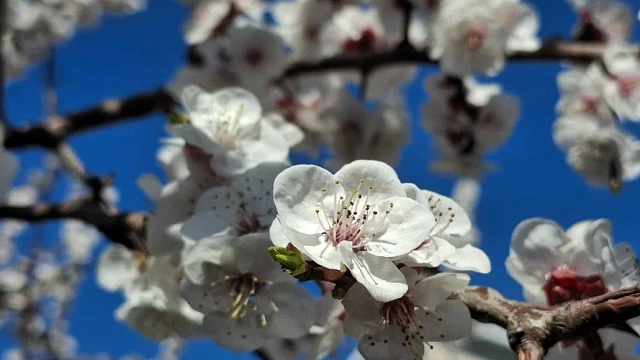 Температура выше нормы установилась на Кубани под влиянием циклона