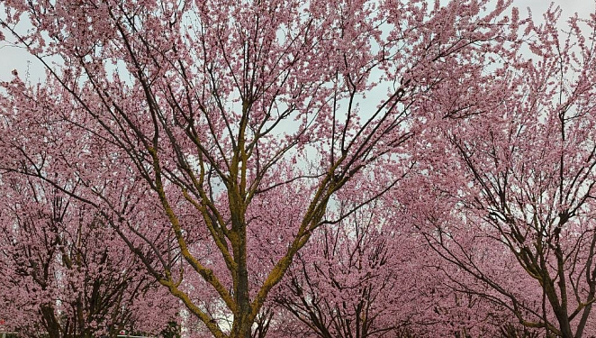Розовый рай: в парке Галицкого началась фотоохота на сливу Нигра