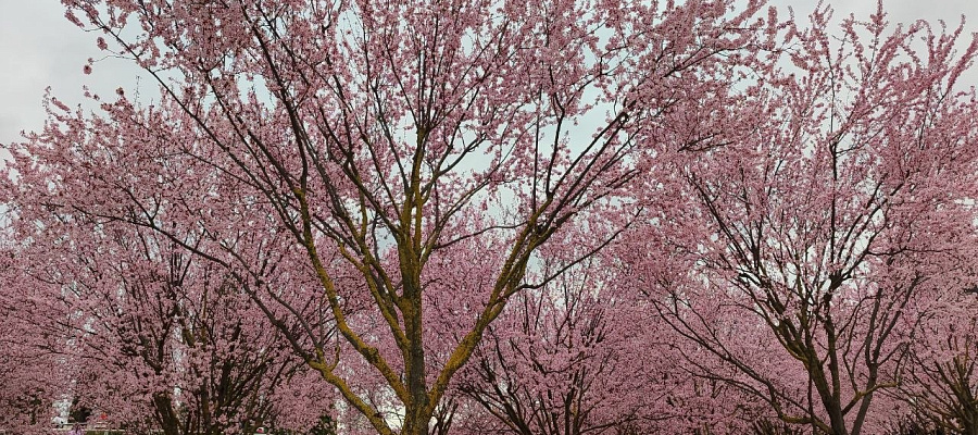 Розовый рай: в парке Галицкого началась фотоохота на сливу Нигра