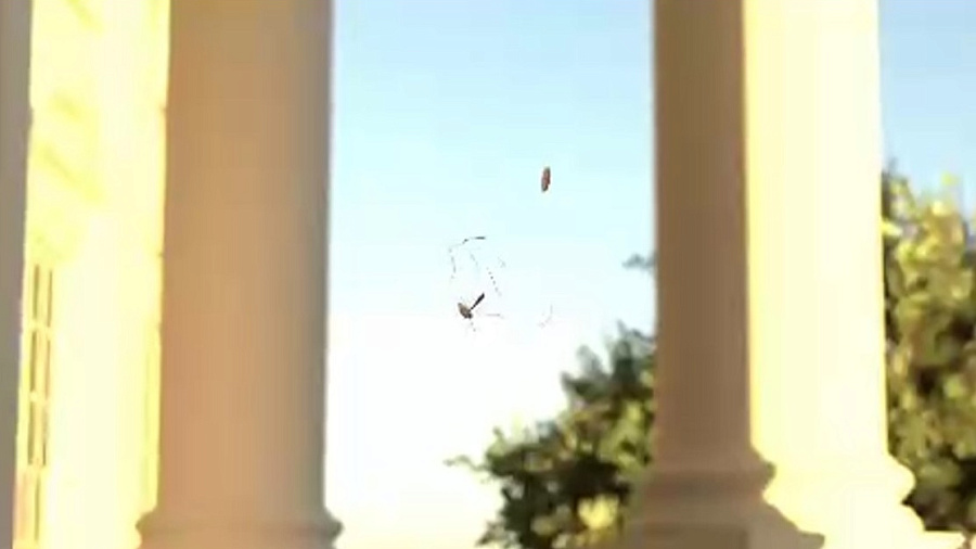 На видео показали новый дрон-охотник Tornyol, который рубит комаров винтами на лету