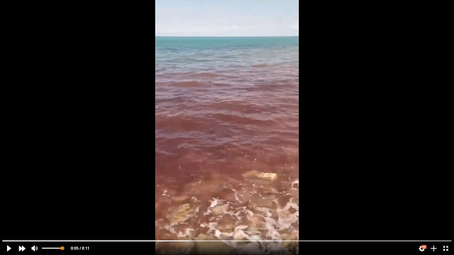 Чёрное море у берегов Анапы окрасилось в кровавый цвет