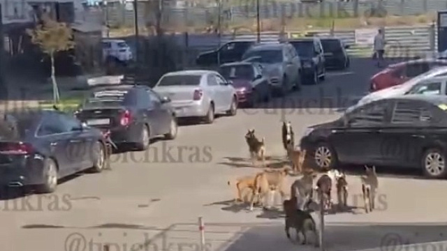 Стая бродячих собак терроризирует жителей микрорайона Любимово в Краснодаре