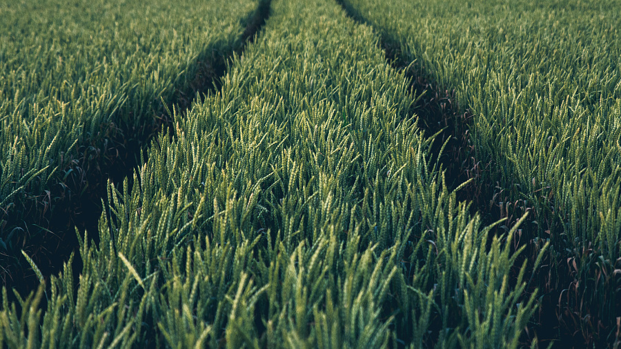 Эксперты подсчитали возможные потери урожая риса в Краснодарском крае из-за аварии на Федоровском гидроузле