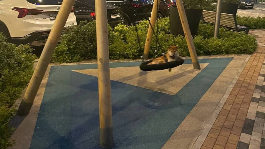 Краснодарская собака, любящая качаться на качелях, умилила пользователей Сети