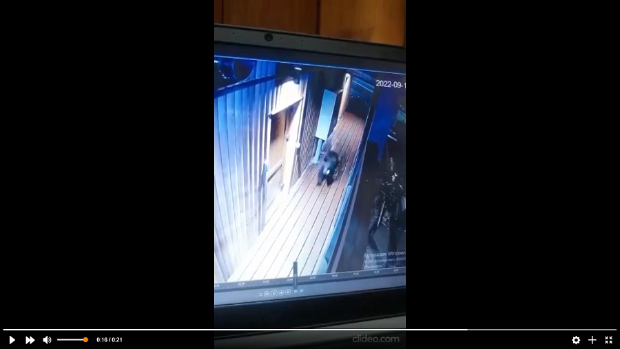 Камера наблюдения сняла медвежонка, перепугавшего персонал кафе в Сочи