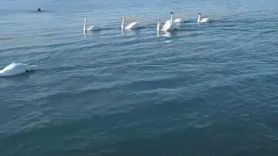 В Анапе стая белых лебедей, плавающих вместе с людьми, изумила подписчиков Сети 
