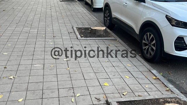 «Зачем вырубили живые деревья?»: жители Краснодара возмущены неоправданным уничтожением растений