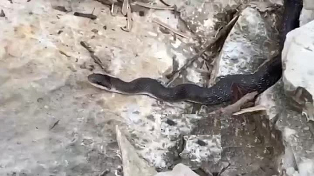 Огромную змею заметили туристы в горах Сочи (ВИДЕО)
