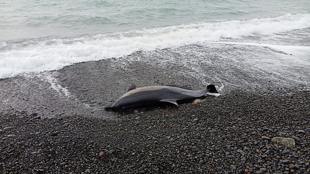 Эксперты посчитали количество мертвых дельфинов, выброшенных на берег моря в Краснодарском крае с начала года