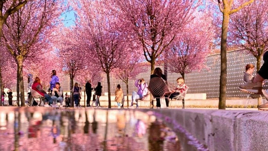 Весеннее волшебство: парк «Краснодар» окрасился в розовый цвет