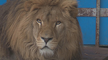 В Анапе приставы арестовали африканского льва по кличке Тигран