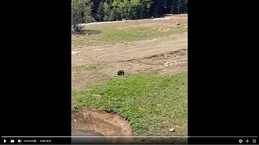 На Красной Поляне медведи вышли на туристические тропы (ВИДЕО)