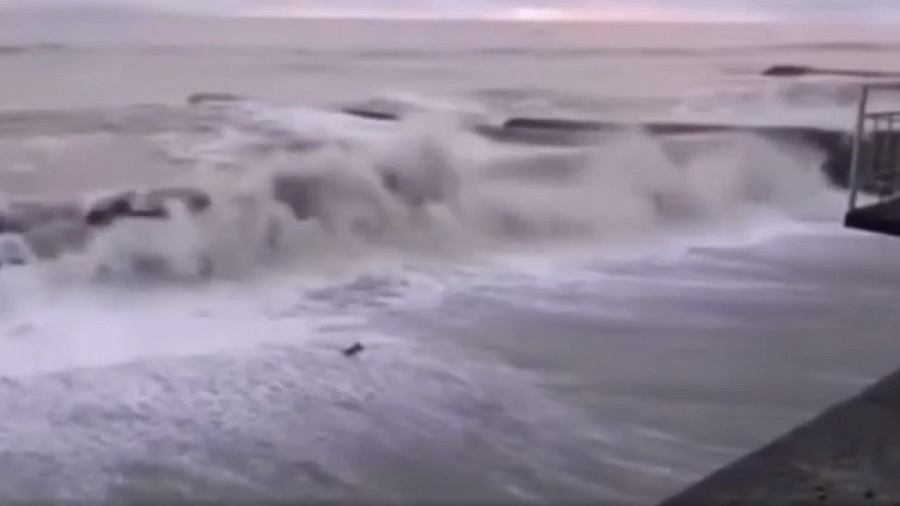 В Абхазии парень спас из бушующего моря тонущего ястреба