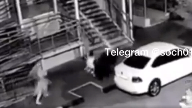 Опубликовано видео с моментом нападения стаи собак на 5-летнюю девочку в Сочи