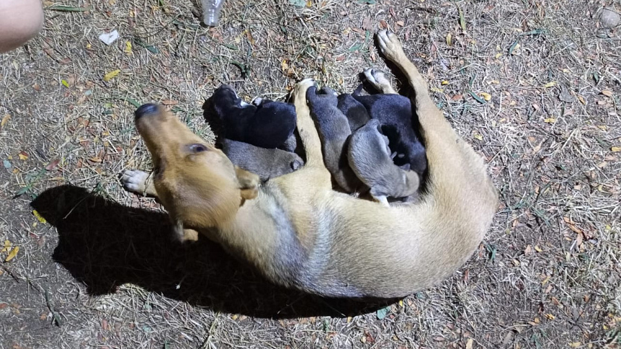 В Лабинске собака с щенками застряла под бетонной плитой