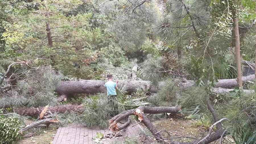 В Сочи ветер повалил 100-летний кедр в парке «Ривьера»