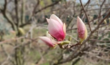 Куда поехать на 8 Марта: топ-3 атмосферных мест Кубани