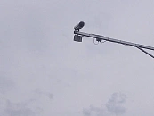 Камеры за ремни и телефон выписали треть всех штрафов на Кубани