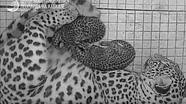 Сочинский нацпарк выложил редкие кадры с новорожденными леопардами