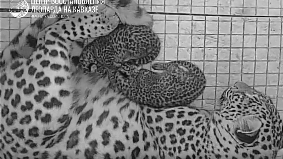 Сочинский нацпарк выложил редкие кадры с новорожденными леопардами
