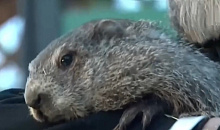 Знаменитый предсказатель Сурок Фил продлил зиму еще на шесть недель