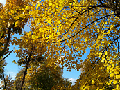 Ребенок на электросамокате погиб в страшном ДТП в Сочи