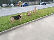 В Краснодарском крае за 2023 год 13 тысяч человек пострадали от нападения собак