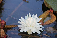 В Сочи туристам ограничили доступ к маршруту, ведущему к озеру Кардывач