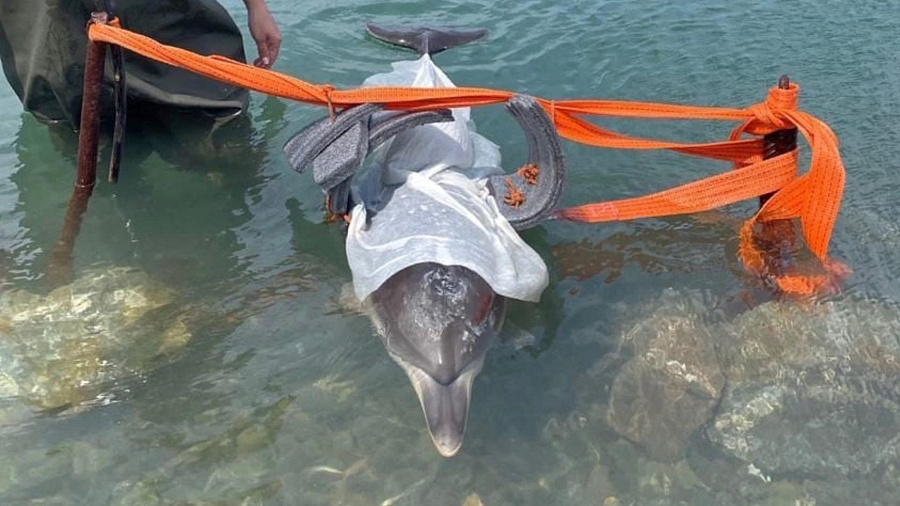 Волонтеры сообщили о смерти дельфиненка, прибитого к берегу Черного моря неподалеку от Анапы
