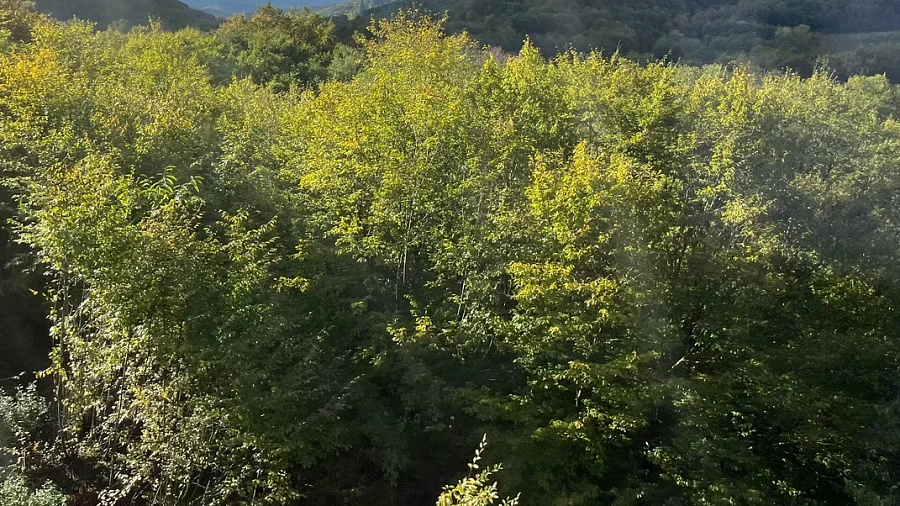 Генпрокуратура обнаружила в Сочинском нацпарке нарушения на 3 миллиарда рублей