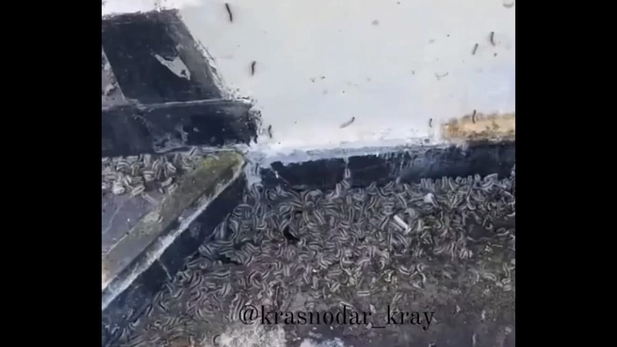 «Анапа стала филиалом ада?»: пользователи Сети обсуждают видео с нашествием полчища гусениц на курорт