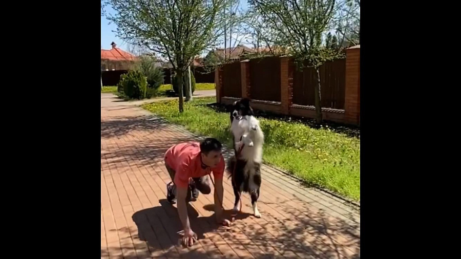 Собака из Краснодара, выгуливающая человека, стала популярной в Сети (ВИДЕО)