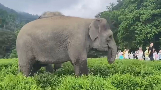 Отдых от работы: на чайные плантации в Сочи прибыли индийские слоны