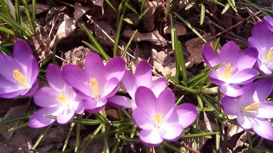 Температура на две недели обгонит календарь на Кубани