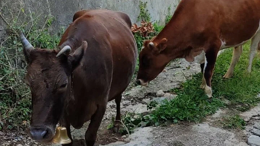 На Кубани суд остановил работу фермы из-за больных животных