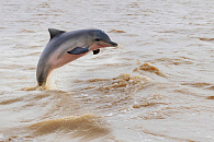 Светлана Радионова о гибели дельфинов у берегов Кубани: «Мы не видим заключений ученых о том, что это произошло в результате загрязнения Черного моря»