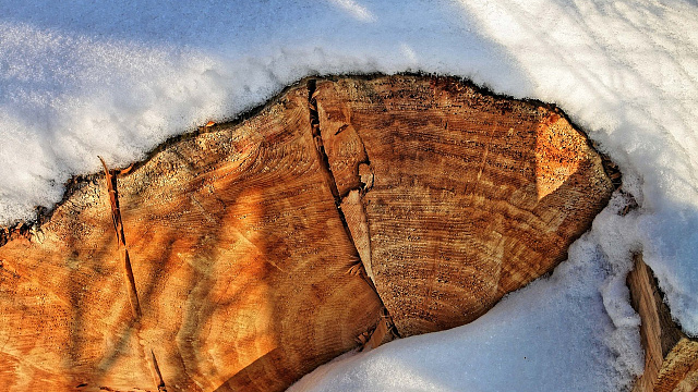 Жителю Туапсе грозит тюремный срок за вырубку дубов и грабов