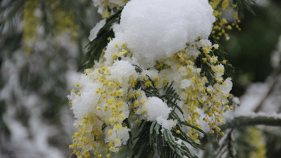 В Сочи 19 февраля объявлено экстренное предупреждение из-за снегопада