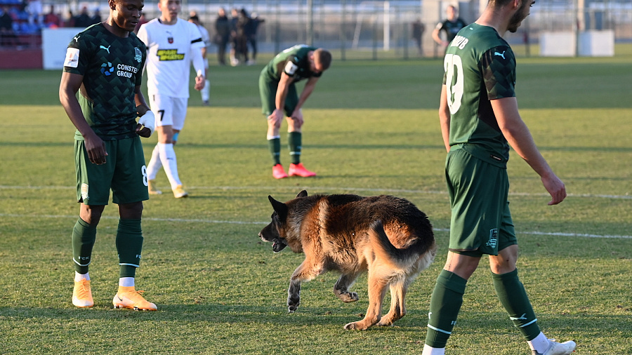 В Турции игра дубля «Краснодара» с казахстанской командой чуть не «сорвалась» из-за выбежавших на поле собак