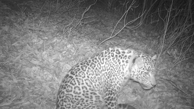 Двое леопардов, выпущенных из Сочинского питомника, перебрались из Осетии в Кабардино-Балкарию