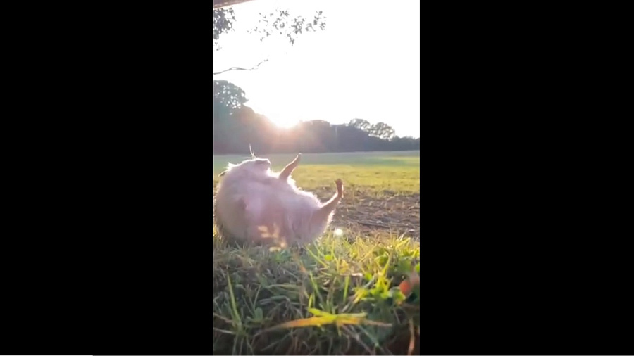 Ежик, катающийся по полю, озадачил пользователей Сети