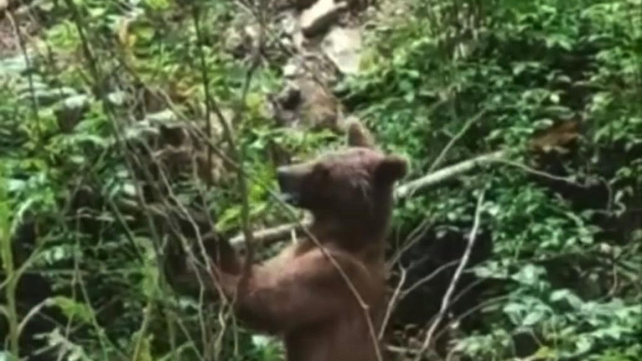 В Туапсе медвежонок забрел на территорию садового товарищества и попал на видео