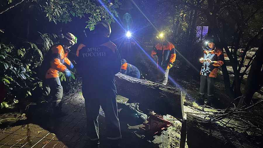 В Сочи из-за падения дерева во время бури погиб мужчина