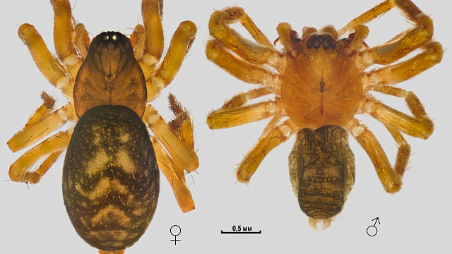 В Краснодарском крае впервые нашли самку редкого паука, обитающего в Турции
